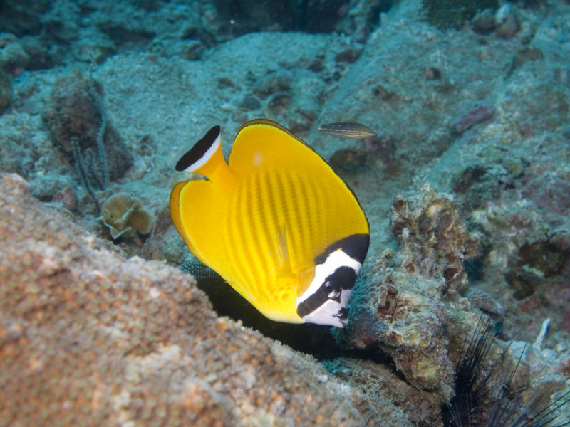 Shark Point, Butterfly Fish